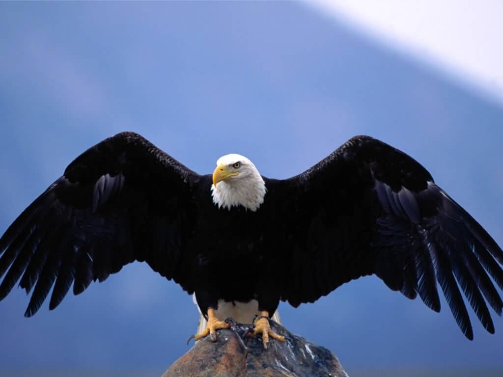 4 Image